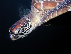 Taken at one of my favourite dive sites Wheeler reef on t... by John Fergusson 